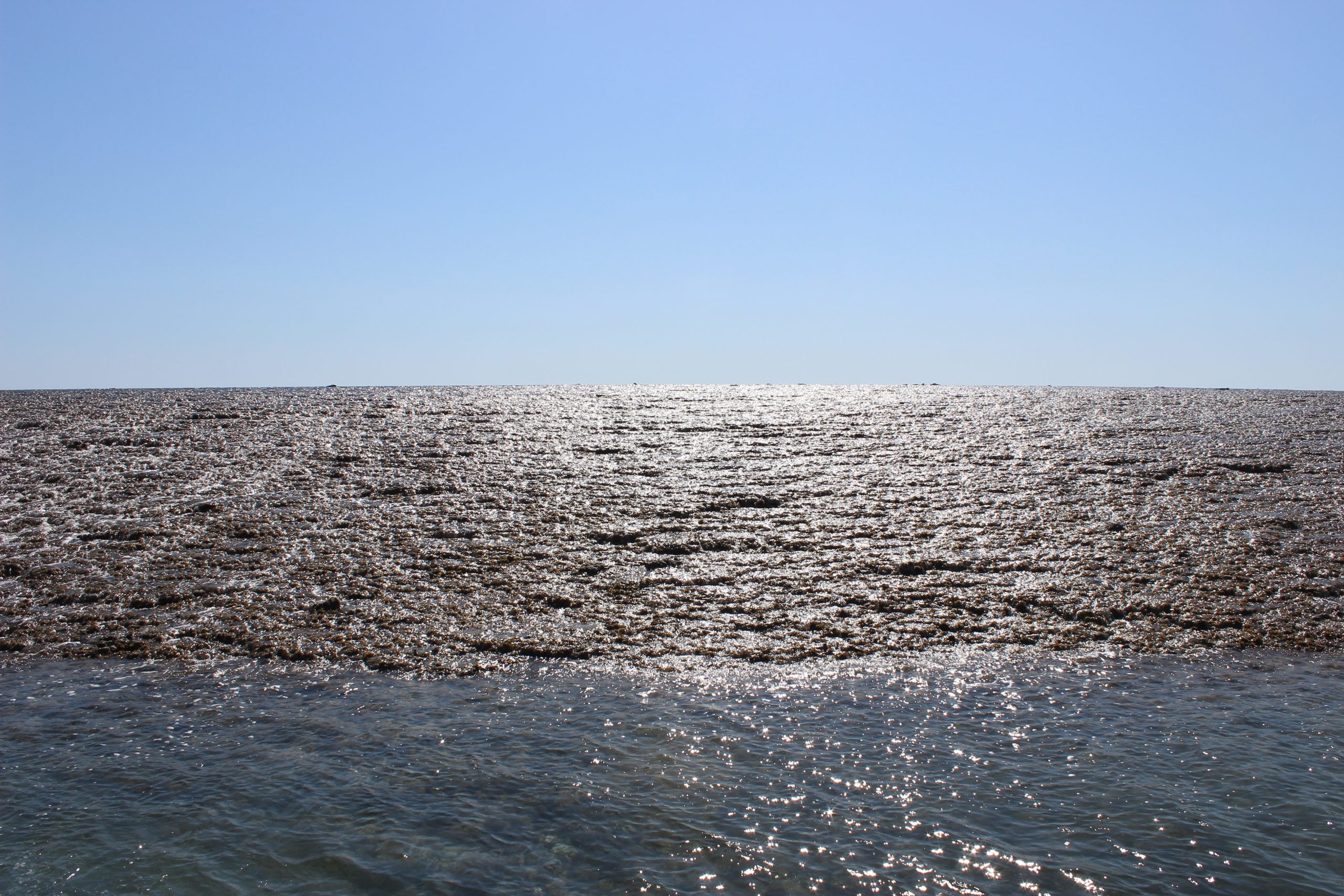 montgomery reef boat tours